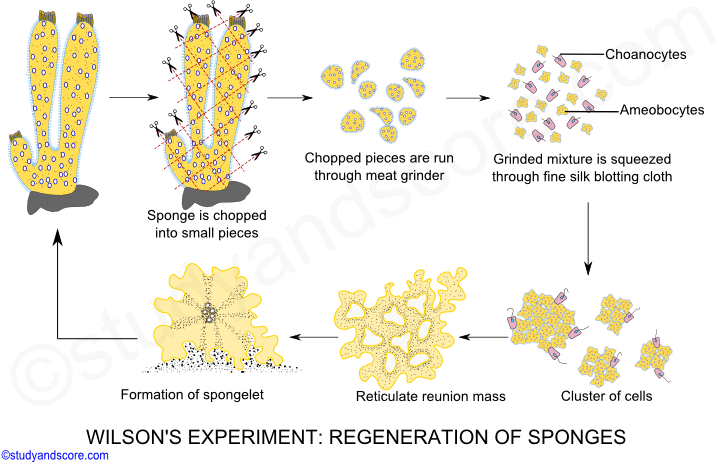 phylum porifera, regeneration, sponge, spongelet, reunion of mass, reticulate structure, wilsons experiment
